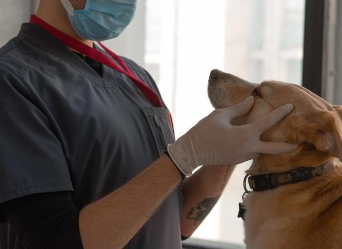 What Role Does Quality Vet Service Play in Preventing Pet Illnesses?