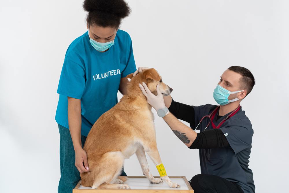 Why Vet Lab Tests Are Critical to Your Pet’s Health?