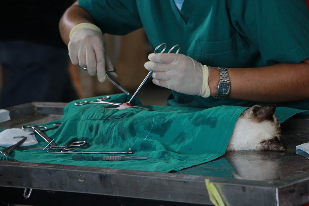 What Are the Risks and Benefits of Pet Surgery?