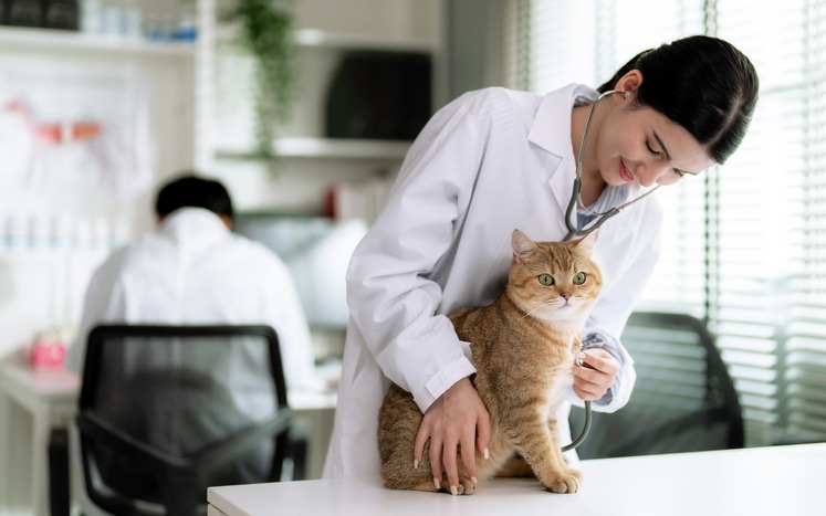 How Do Seamless Pet Care Services Work?