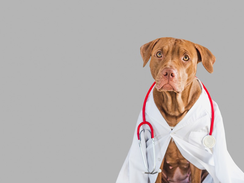 How Does Preventive Vet Care Save Lives?